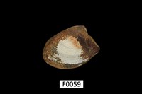 藏品(銀錦蛤)的圖片